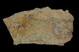 Ordovician Graptolite (Paradelograptus) Plate - Morocco #174334-1